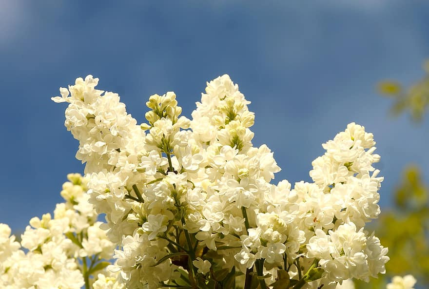 bílé květy, květiny, jaro, zahrada, Příroda, detail, květ, letní, rostlina, květu hlavy, list