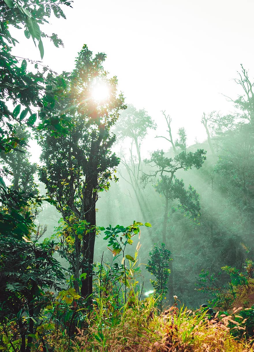 rayons de soleil, forêt, Népal, parc national, rayon de soleil, la nature, arbre, couleur verte, paysage, été, brouillard