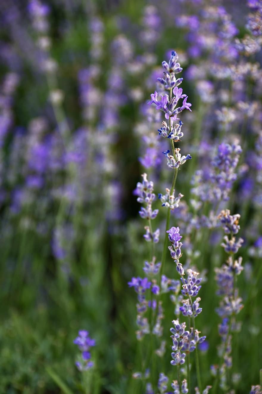 lavenders, những bông hoa, cánh đồng hoa oải hương, những bông hoa tím, hoa, hệ thực vật, chùm hoa