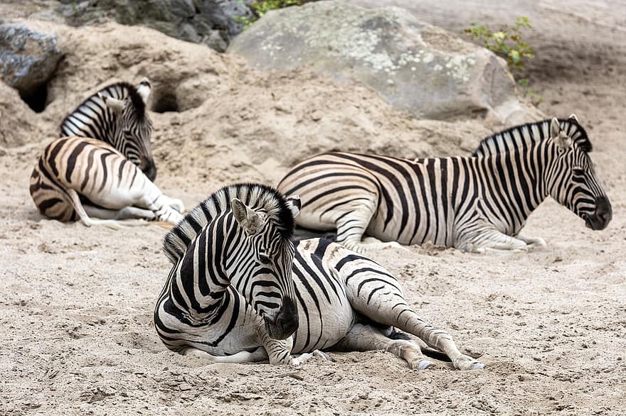 zebra, jardim zoológico, África, animal, listras, listrado, Preto e branco, natureza, mamífero, safári, animal selvagem