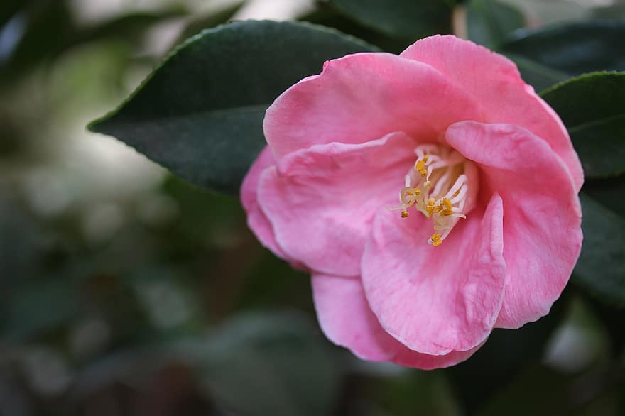 Japanse camelia, camellia japonica, Roos van de winter, bloem, roze, bloemblaadjes, tuin-, flora, natuur, ecard, wenskaart