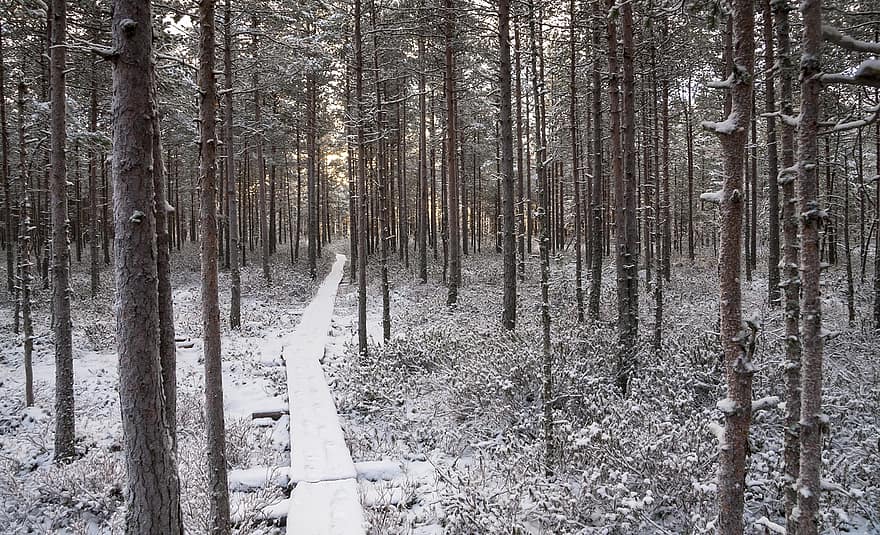 camino, nieve, pasarelas, bosque, invierno, madera, pinos, árbol, paisaje, temporada, hielo