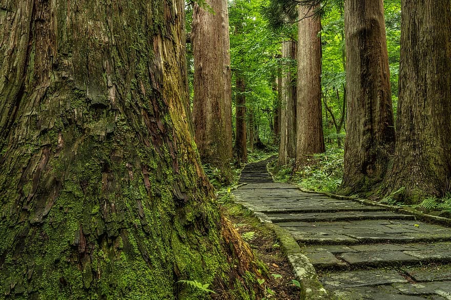koksne, svētnīcas pieeja, ciedra, cryptomeria japonica, Japānai unikāli koki, kalns, šinto, dievkalpojumu, Haguro kalns, Japāna