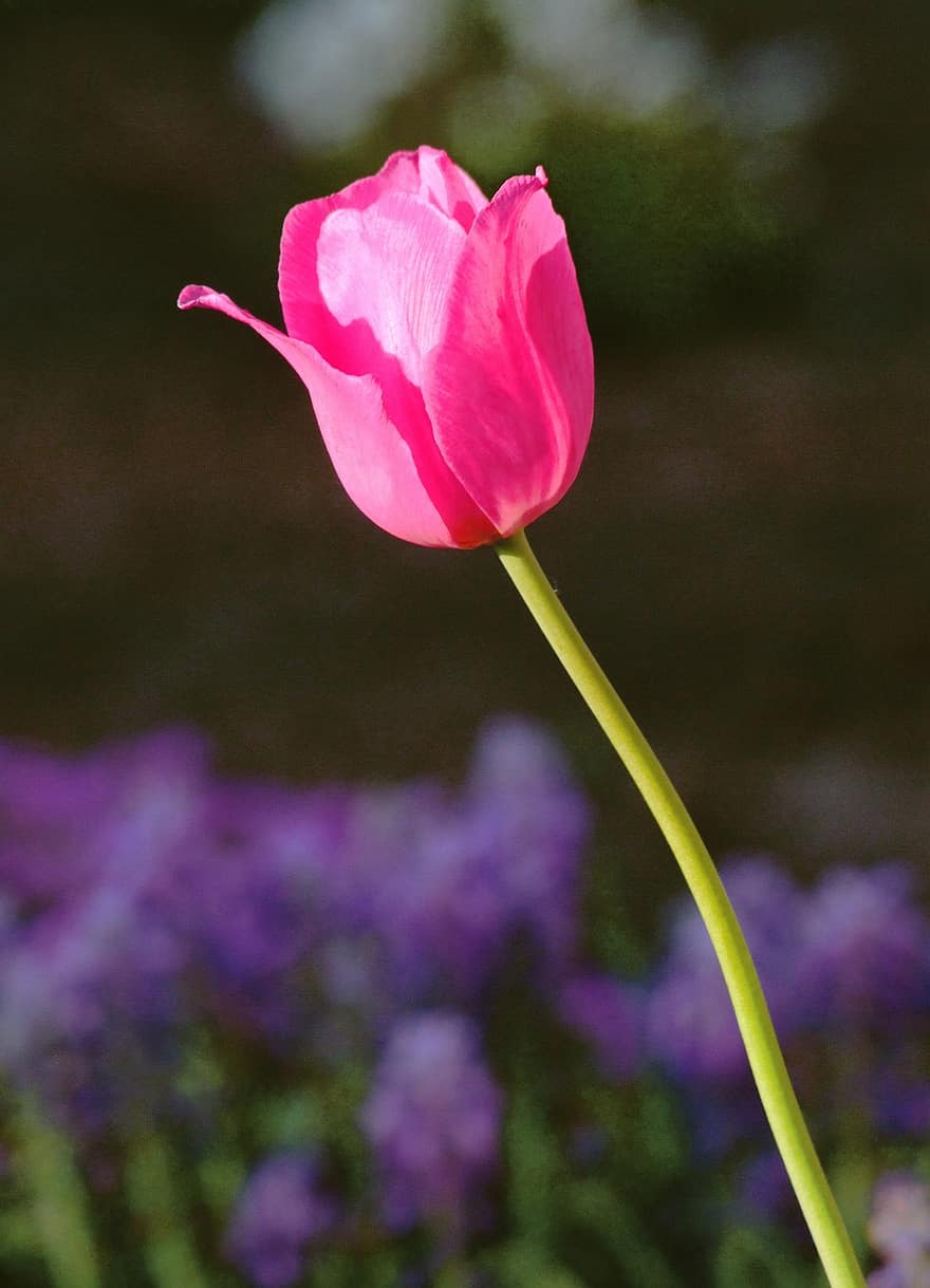Tulip, Flower, Pink, Open, Petals, Garden, Flowers, Nature, Spring, Flora, Floral