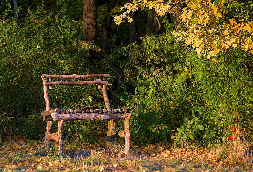 ławka, Natura, spadek, las, drzewo, jesień, pora roku, liść, drewno, krzesło, trawa