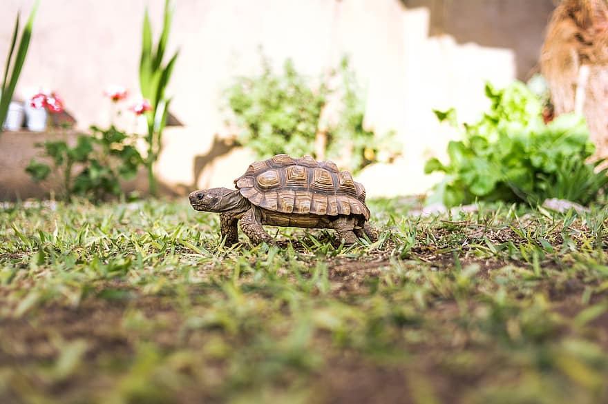 sköldpadda, reptil, djur-, Chaco Tortoise, Argentinsk sköldpadda, Patagonisk sköldpadda, Södra träsköldpaddan, fauna