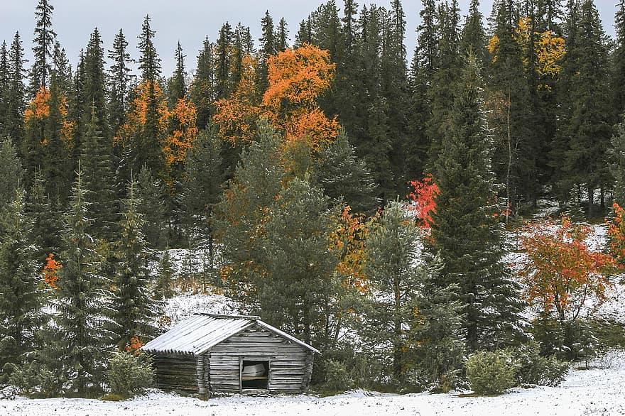 campagne, l'automne, chalet, cabine, la nature, forêt