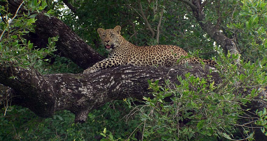 léopard, chat sauvage, faune, mammifère, la nature, animal, Afrique, safari, arbre, animaux à l'état sauvage, chat non domestiqué