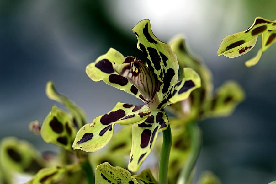 орхидея, цвете, Папуа орхидея, листенца, венчелистчета от орхидеи, разцвет, цвят, растение, флора, природа