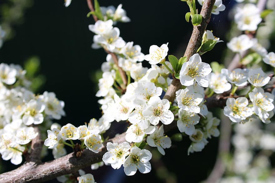 цветение сливы, цветы, весна, белые цветы, лепестки, цветение, цвести, ветка, дерево, природа