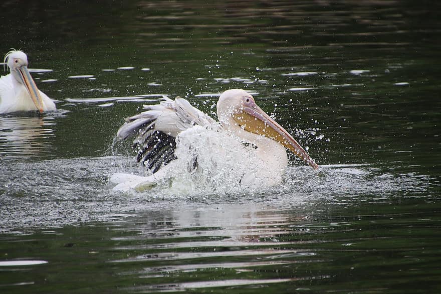 Pelicans, Birds, Pond, White Pelicans, Water Birds, Aquatic Birds, Waterfowls, Animals, Beaks, Feathers, Plumage