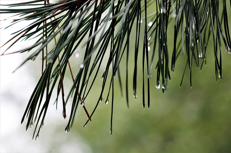 Pine Needles, Pine, Conifer, Tree, Foliage, Dew, Dewdrops, Droplets, Coniferous, Nature, Forest