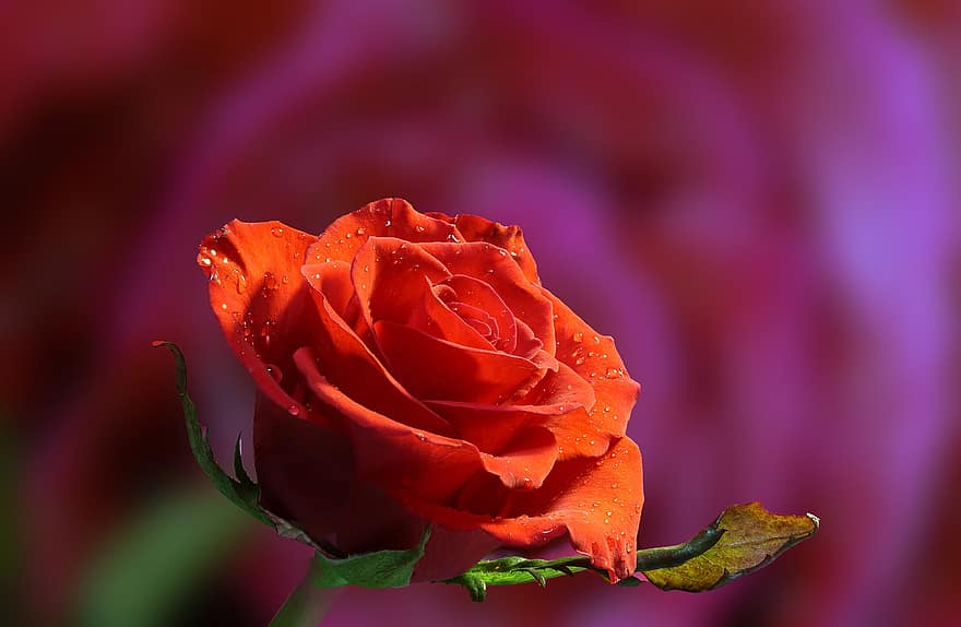τριαντάφυλλο, λουλούδι, δροσιά, Σταγονίδια, πέταλα, κόκκινο τριαντάφυλλο, κόκκινο λουλούδι, ομορφιά, ανθίζω, άνθος, διακοσμητικό φυτό