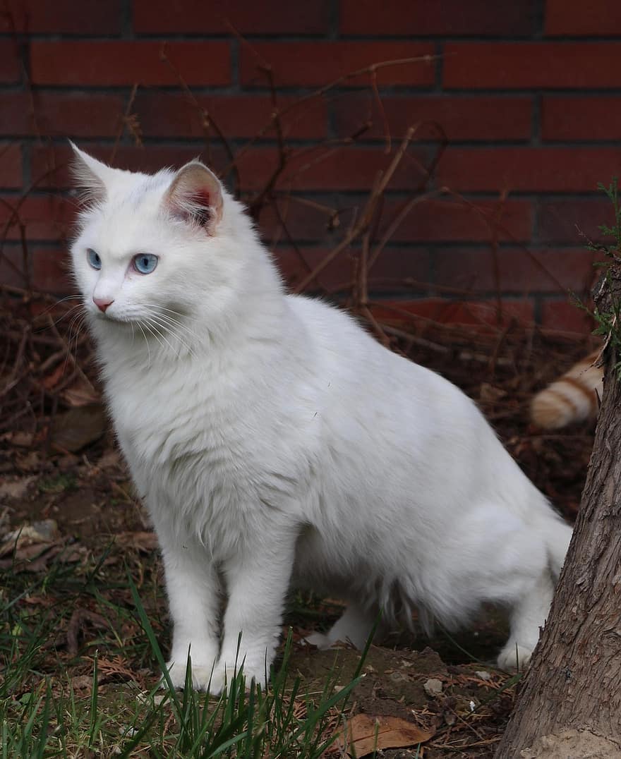 kaķis, dzīvnieku, kaķi, balts kaķis, pet, pagalmā