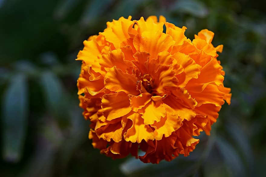 marigold, bunga, bunga oranye, flora, merapatkan, menanam, musim panas, daun bunga, kuning, kepala bunga, daun