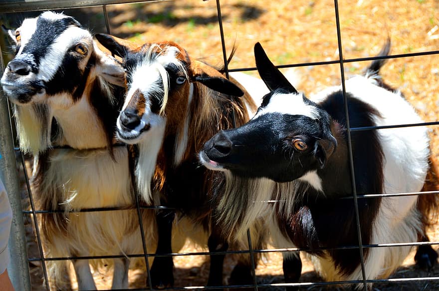 Goats, Animals, Livestock, Cage, Farm, Farm Animal, Agriculture, Nature, Rural, Mammal, rural scene