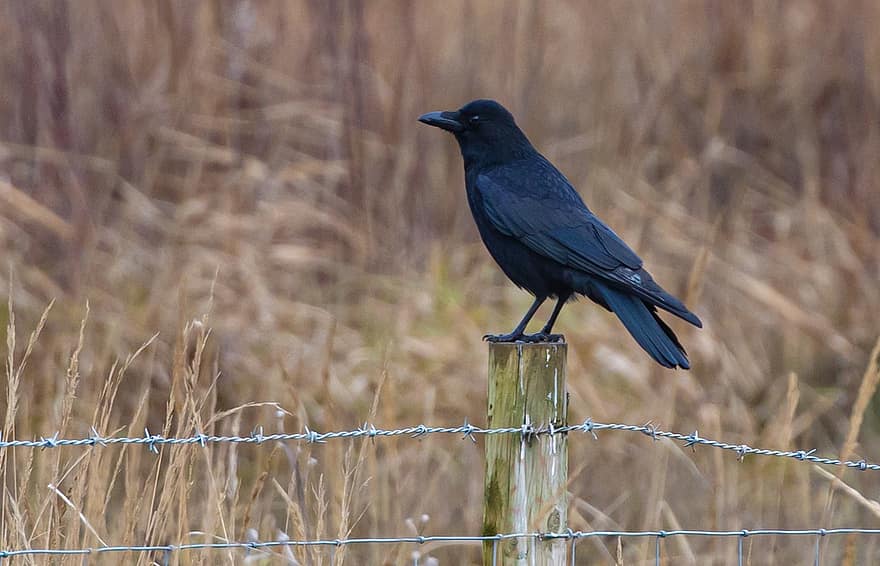 Crow, Black Crow, Raven, Black, Fence, Bird, Animal, Nature, Plumage, Beak, Wildlife