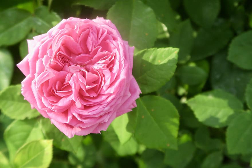 roos, bloem, fabriek, roze roos, roze bloem, bloeien, natuur, tuin-, detailopname, bloemblad, blad