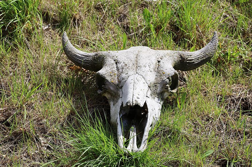 Cow, Pasture, Skull, Skeleton, Horn, Animal, Nature, Bone, animal skull, cattle, grass