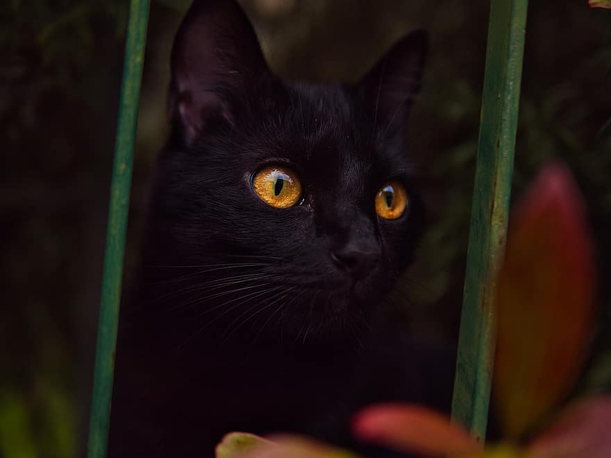 кішка, домашня тварина, тварина, Чорна кішка, очі, вітчизняний, котячих, ссавець, милий, домашня кішка, домашні тварини