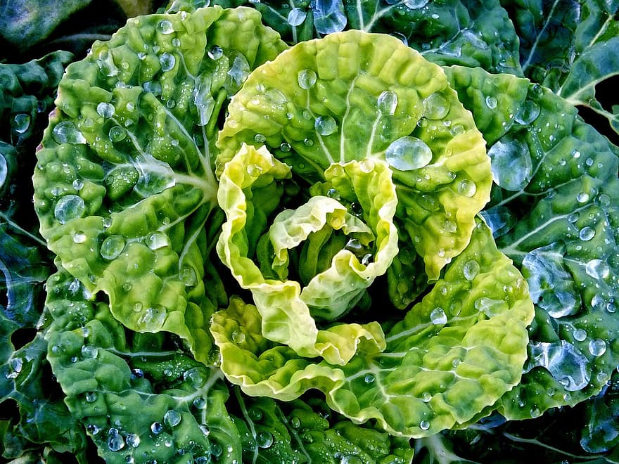Cabbage, Vegetables, Dewdrop, Nourishment, Healthy, leaf, freshness, close-up, green color, plant, vegetable