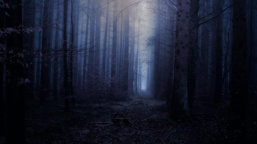 bosc, nit, arbres, paisatge, fosc, fantasmal