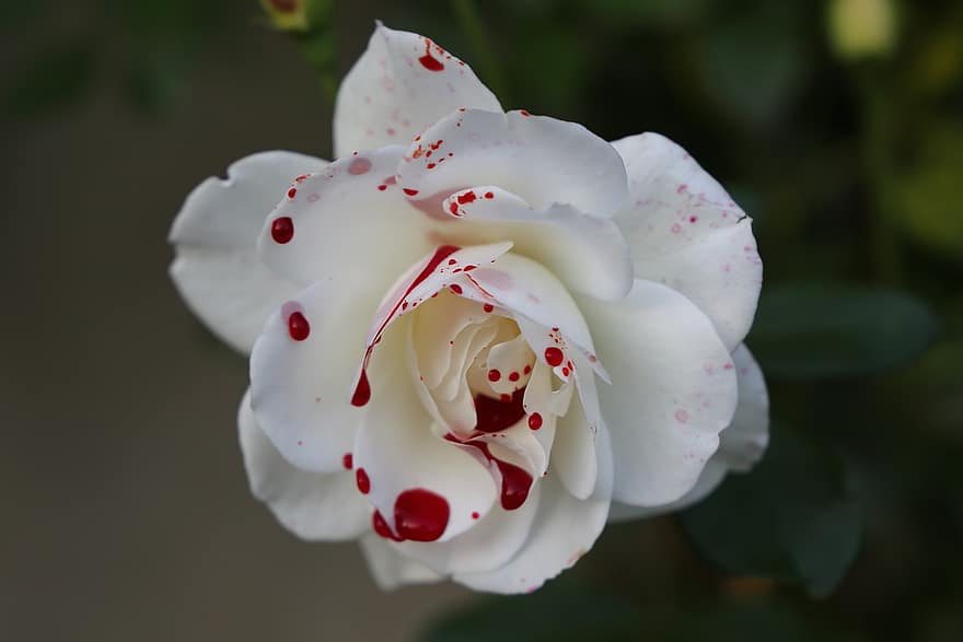 Rosa bianca insanguinata, fiore, tristezza, malinconico, simbolo di purezza, simbolico, La regina delle nevi Rose, sera