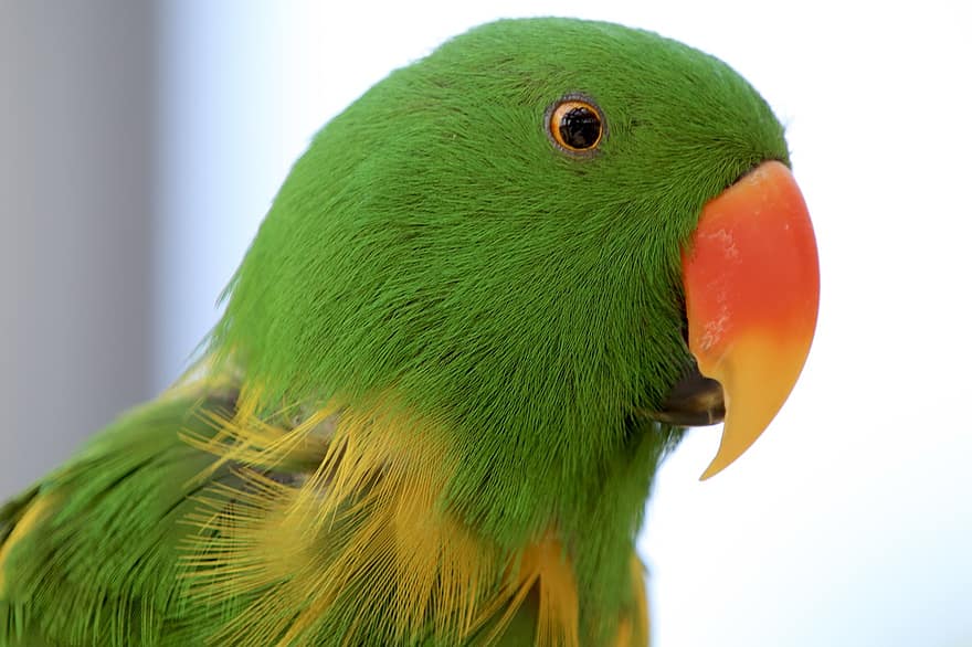Parrot, Bird, Beak, Bill, Animal, Wildlife, Tropical, Feathers, Plumage, Nature