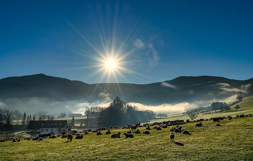 Farm, Countryside, Meadow, Landscape, Agriculture, Nature, Winter, Black Forest, Sheep, Mountains
