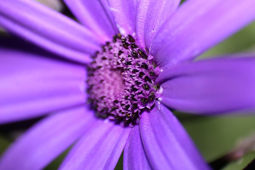 bunga, kelopak, menanam, bunga violet, berkembang, alam, merapatkan, daun bunga, ungu, makro, musim panas