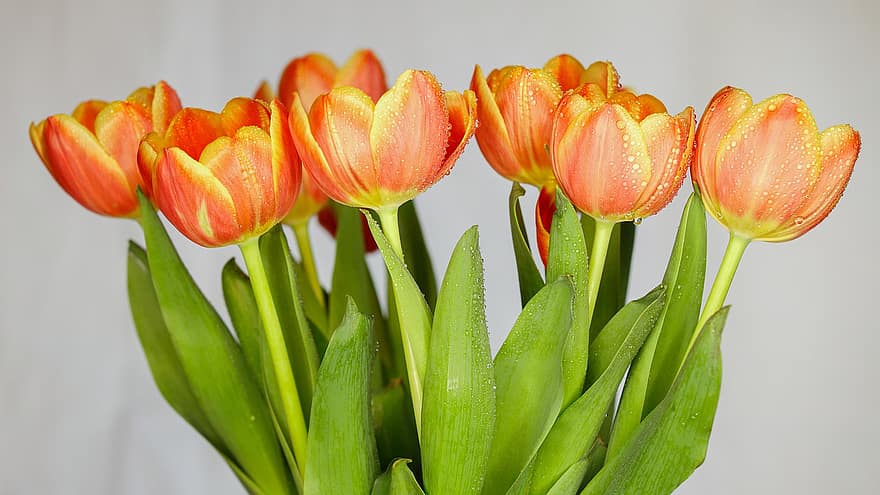 tulipas, flores, orvalho, ramalhete, buquê de tulipa, gotas de orvalho, gotículas, molhado, Primavera, flores da primavera, plantar