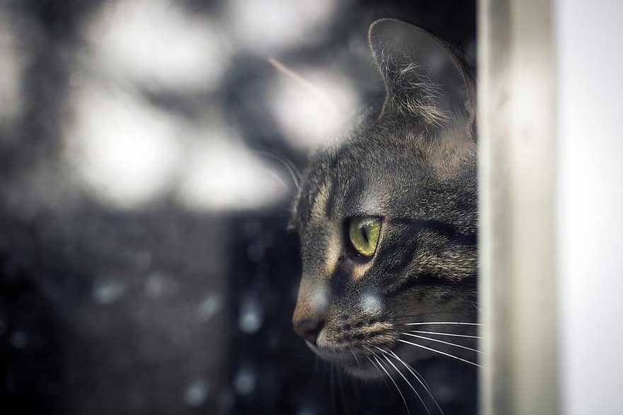 Cat, Feline, Eyes, Window, Fauna, Mammal, Furry, Pet