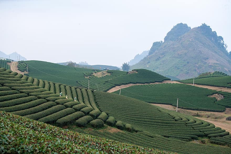 Виетнам, плантация, земеделска земя, син la, полета, селско стопанство, пейзаж