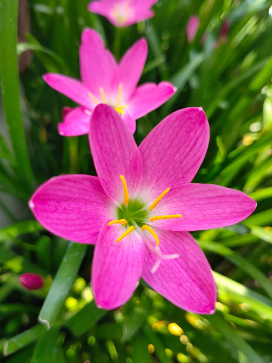 Zephyr Lilie, Blume, Pflanze, rosa Regenlilie, pinke Blume, Blütenblätter, blühen, Natur