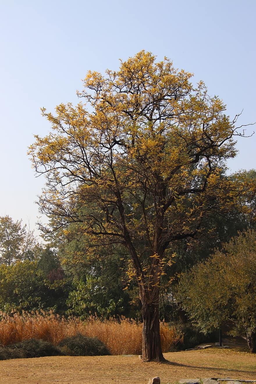 drzewo, bagażnik samochodowy, gałęzie, odchodzi, flora, botanika, żółty urlop, jesień, żółty, pora roku, liść
