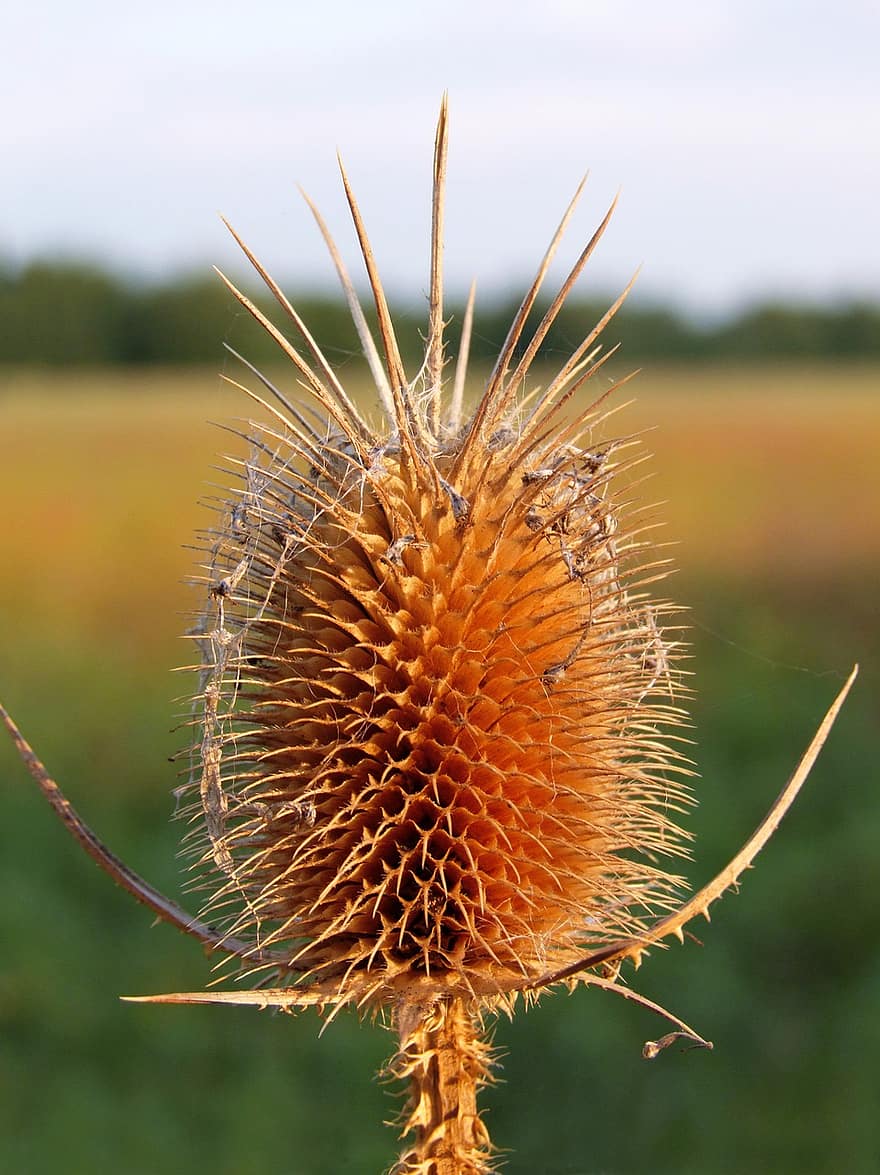 Teasel, Forest Christmas, Herb, Spiked, Pungent, Thorny, Plant, Delicate, Dipsacus Fullonum, Diuretic, Sweaty