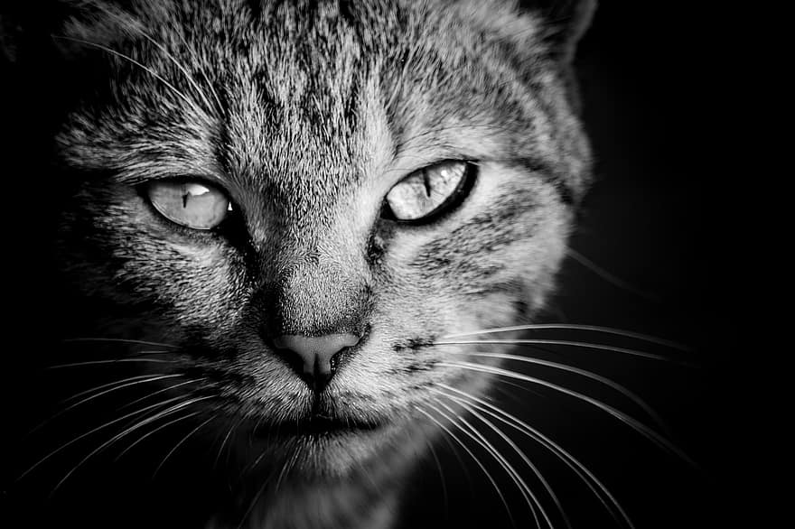 gato, en blanco y negro, gatito, mascota, piel, linda, felino, retrato, ojos, depredador, adorable