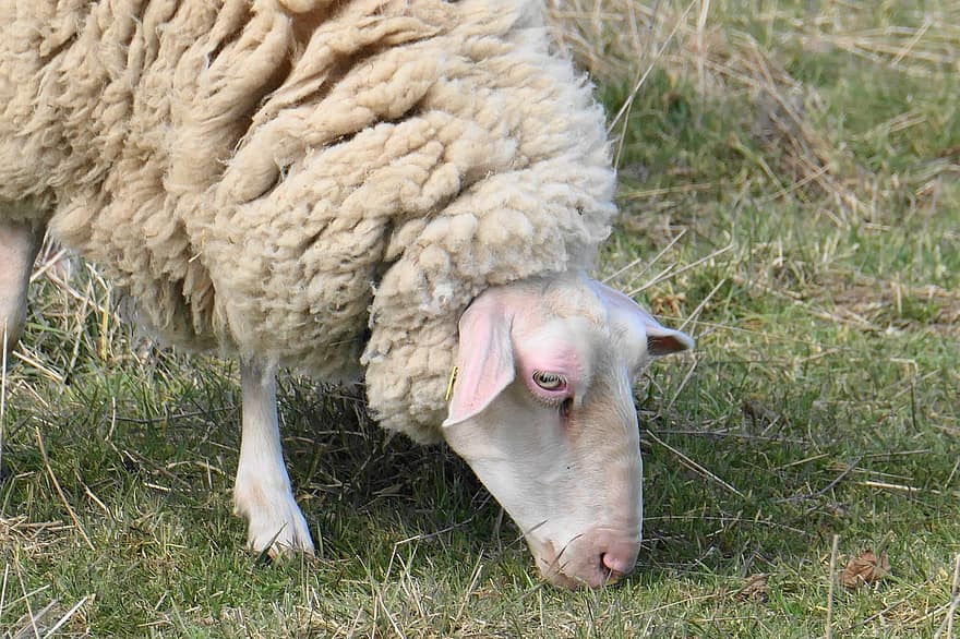 ovelha, comendo, grama, espécies, fauna, animal, mamífero, lã, rural, animal de fazenda, pasto
