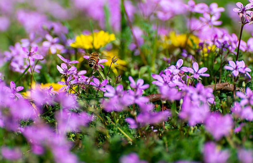 Biene, Blume, Bestäubung, Natur, blühen, Insekt, Entomologie, Wiese, Sommer-, Nahansicht, Pflanze