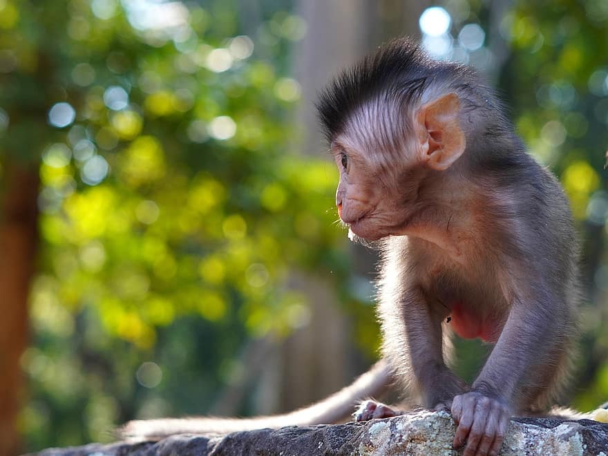 baby ape, ape, primat, dyr, ung, baby, søt, macaque, liten, dyr i naturen, skog