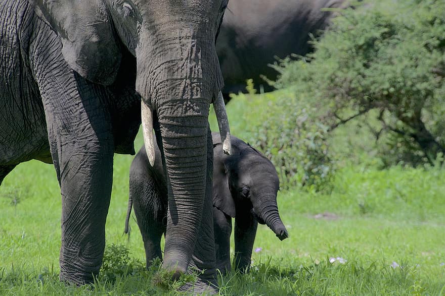 animal, l'éléphant, faune, mammifère, pachyderme, Afrique, tronc, tarangire, animaux à l'état sauvage, éléphant d'Afrique, animaux de safari