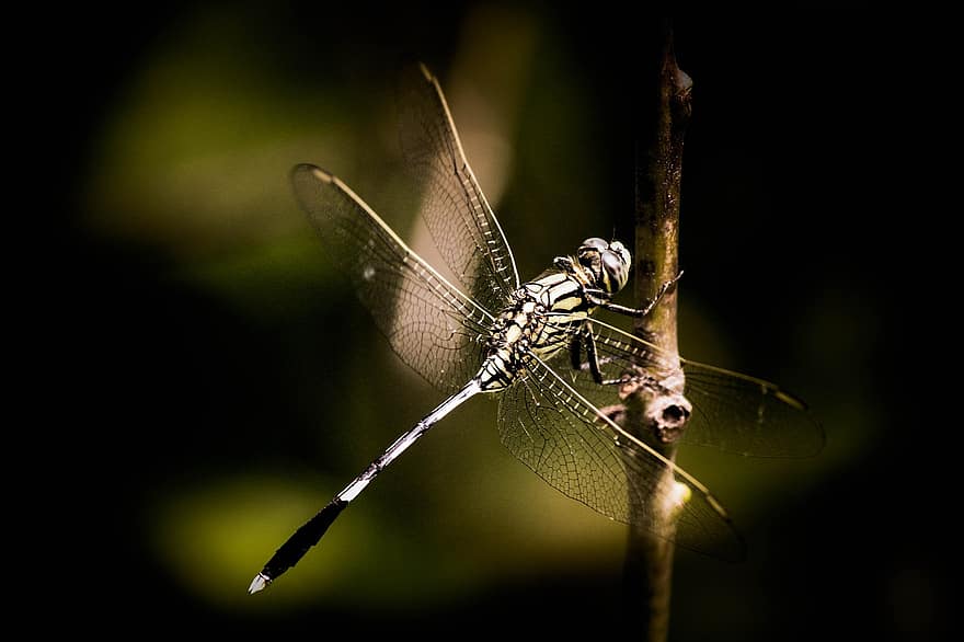 dragonfly, insekt, bug, vinger, natur, biologi, dyr, damselfly, dyreliv, utendørs