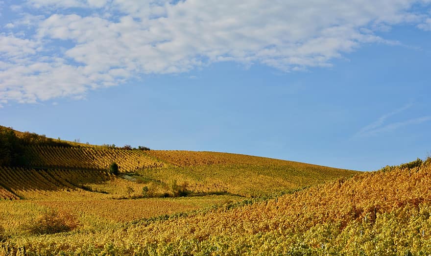 Vineyard, Field, Meadow, Agriculture, Harvest, Organic, Vines, Wine, Autumn, Wine Growing, Grapes