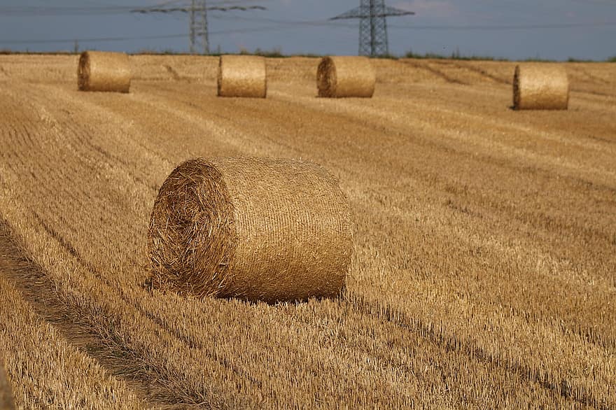 Hay, Field, Agriculture, Cropland, Harvest, Dry, Wheat Field, Straw, Nature, bale, farm