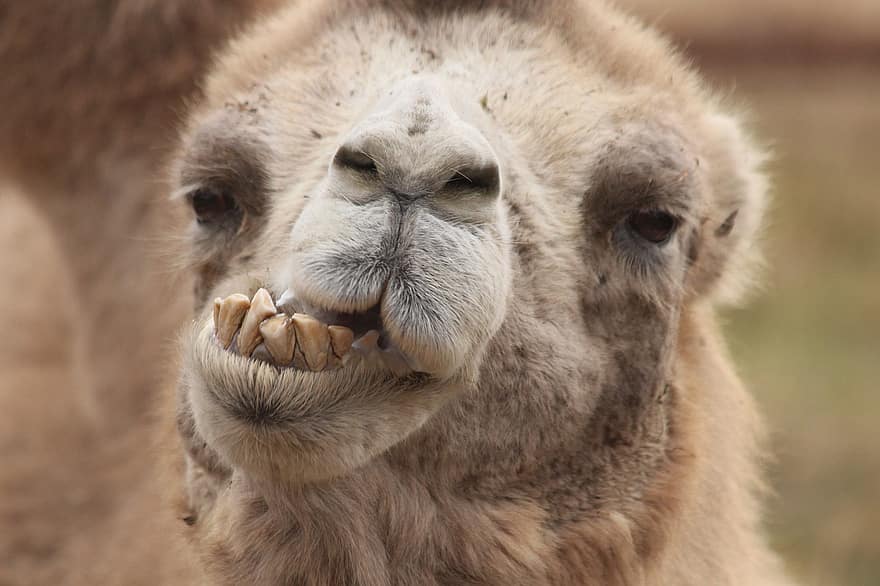 camelo, camelo bactriano, animal, Camelo mongol, camelus bactrianus, mamífero, fauna, natureza