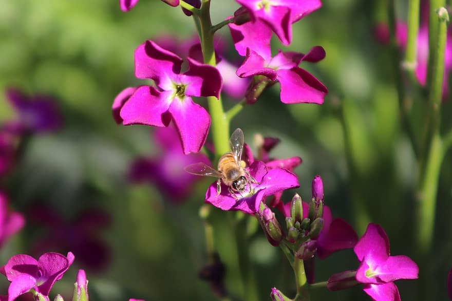 abella, natural, nèctar, naturalesa, pol·len, primavera, flor, jardí, animal, rusc, planta
