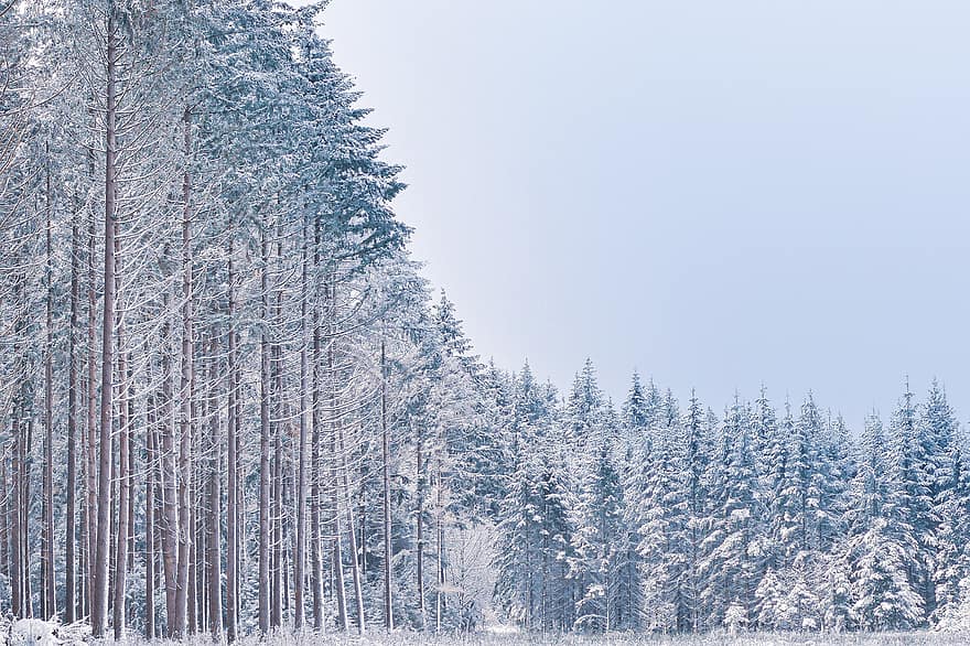 koki, meži, mežs, sniegs, jomā, pļava, auksts, ziemā, sniegains, ziemas, ainavu