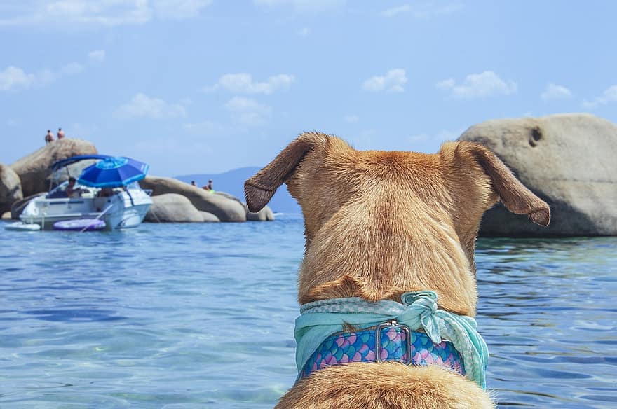 Pes, jezero tahoe, pláž, psí, domácí mazlíčci, letní, voda, roztomilý, štěně, čistokrevný pes, modrý