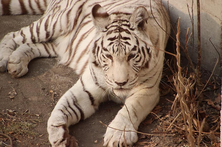 тигр, животное, млекопитающее, белый тигр, большой кот, дикое животное, живая природа, фауна, пустыня, зоопарк, бенгальский тигр