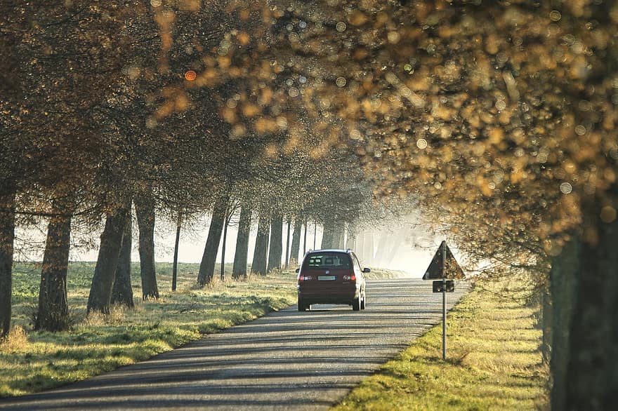 de manhã, névoa, Avenida, caminho, estrada, automóvel, tráfego, panorama, carro, árvore, outono